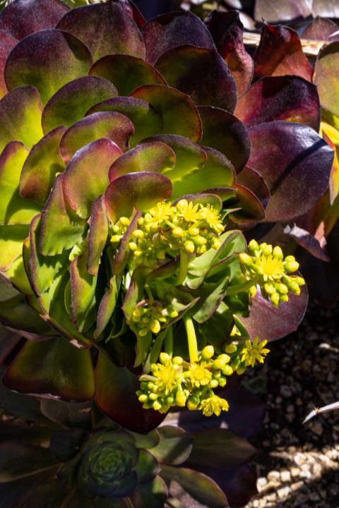 Picture of a plant.