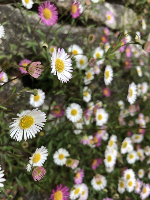 Picture of a plant.