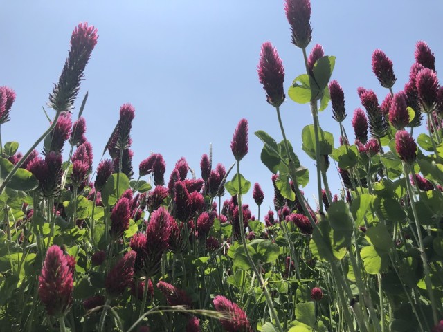 Picture of a plant.