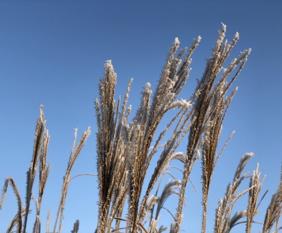 Picture of a plant.