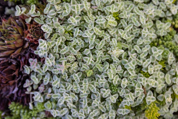 Picture of a plant.