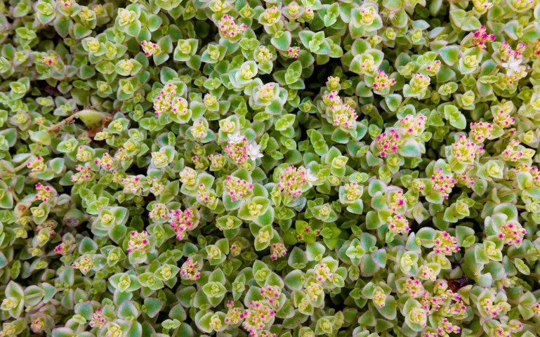 Picture of a plant.