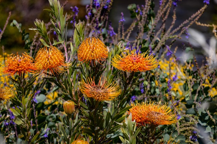 Picture of a plant.