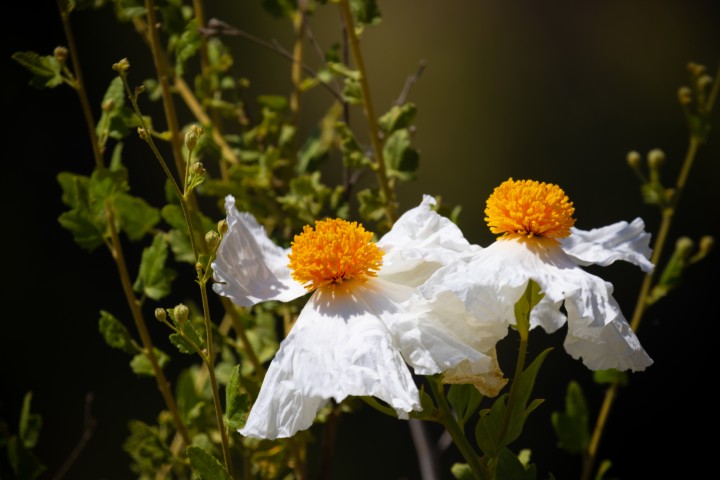 Picture of a plant.