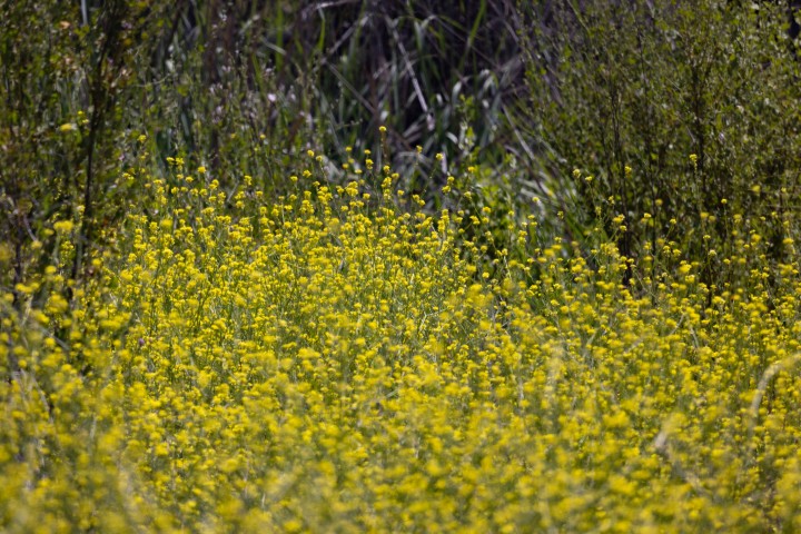 Picture of a plant.