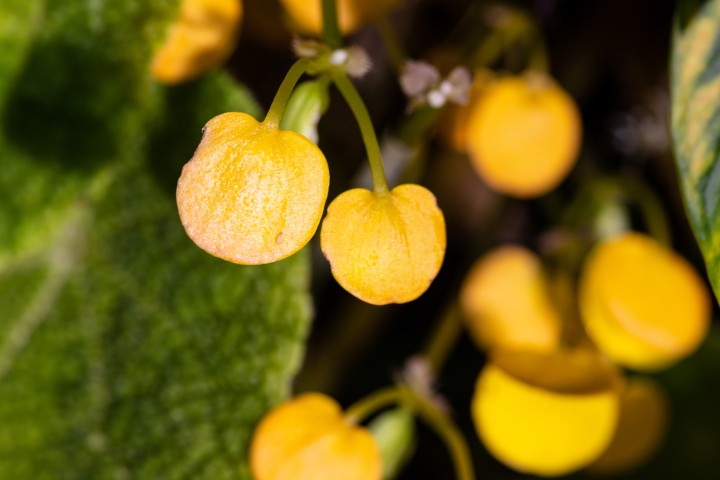 Picture of a plant.