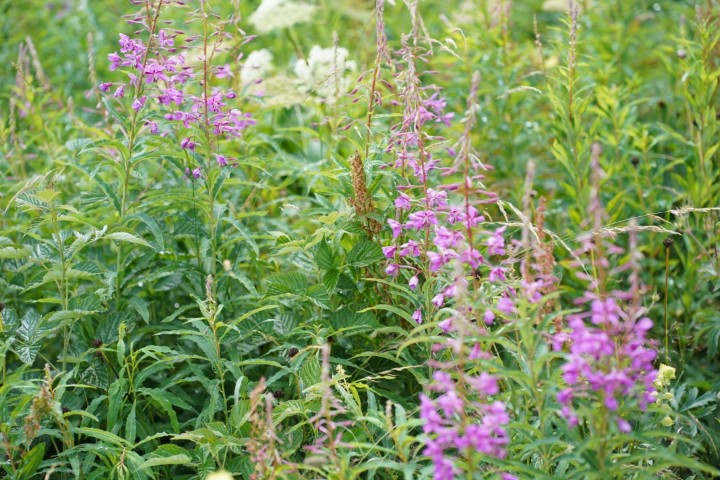 Picture of a plant.