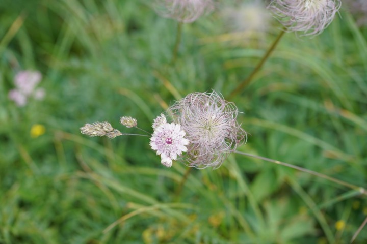 Picture of a plant.