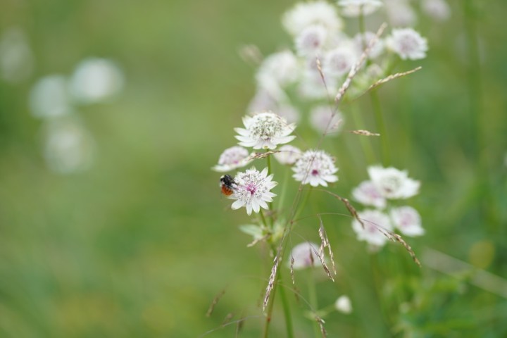 Picture of a plant.