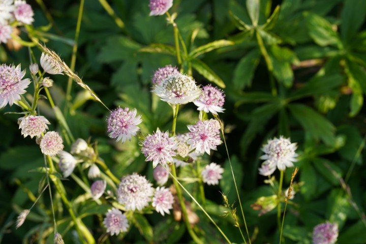 Picture of a plant.