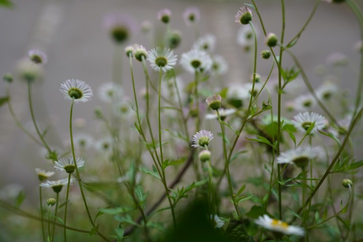 Picture of a plant.