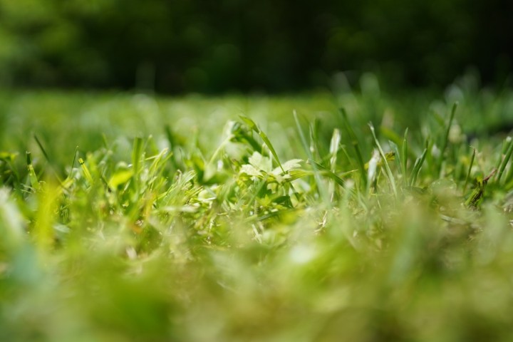 Picture of a plant.