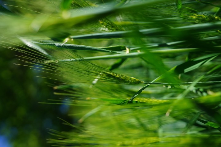 Picture of a plant.