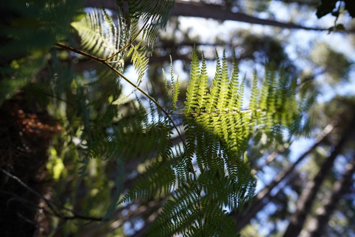 Picture of a plant.
