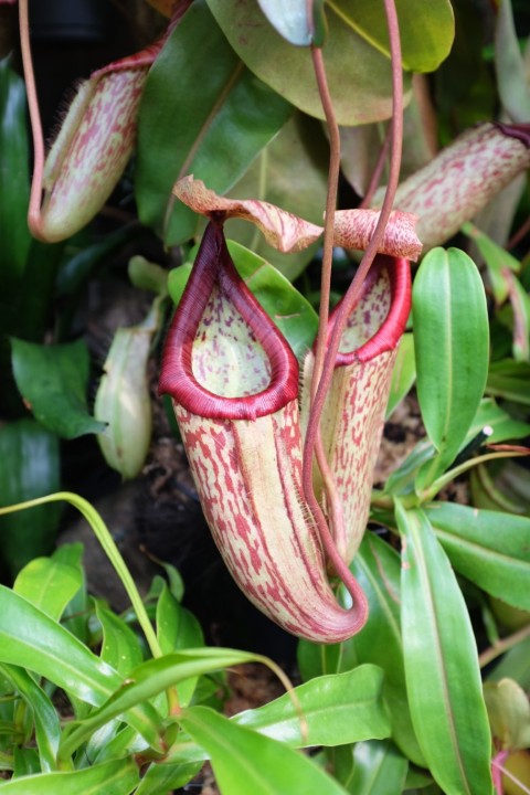 Picture of a plant.