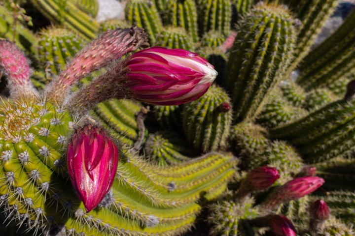Picture of a plant.
