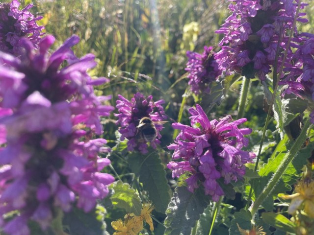 Picture of a plant.