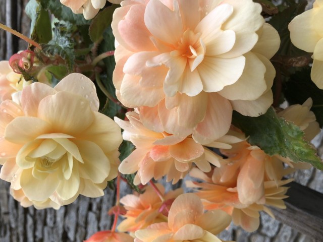Picture of a plant.