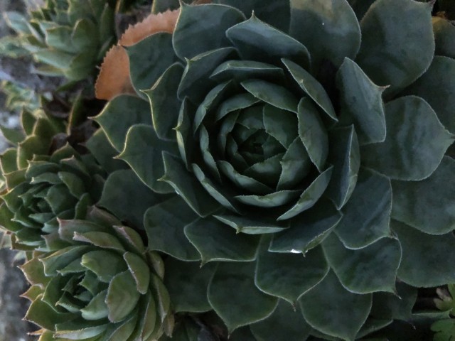 Picture of a plant.