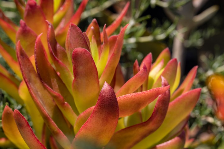 Picture of a plant.