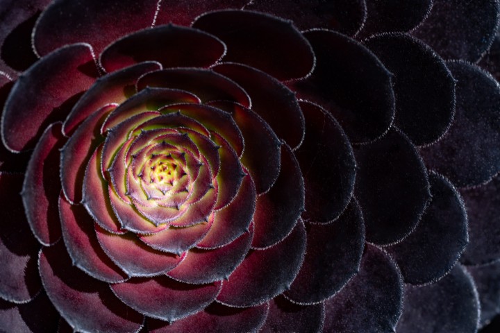 Picture of a plant.