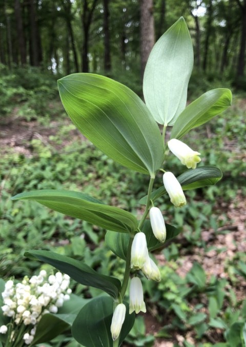 Picture of a plant.