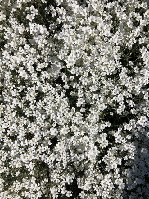 Picture of a plant.