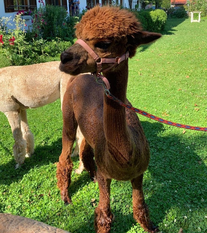 An alpaca