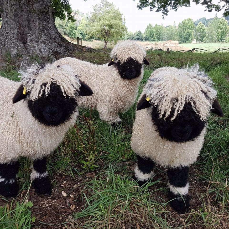 Sheep